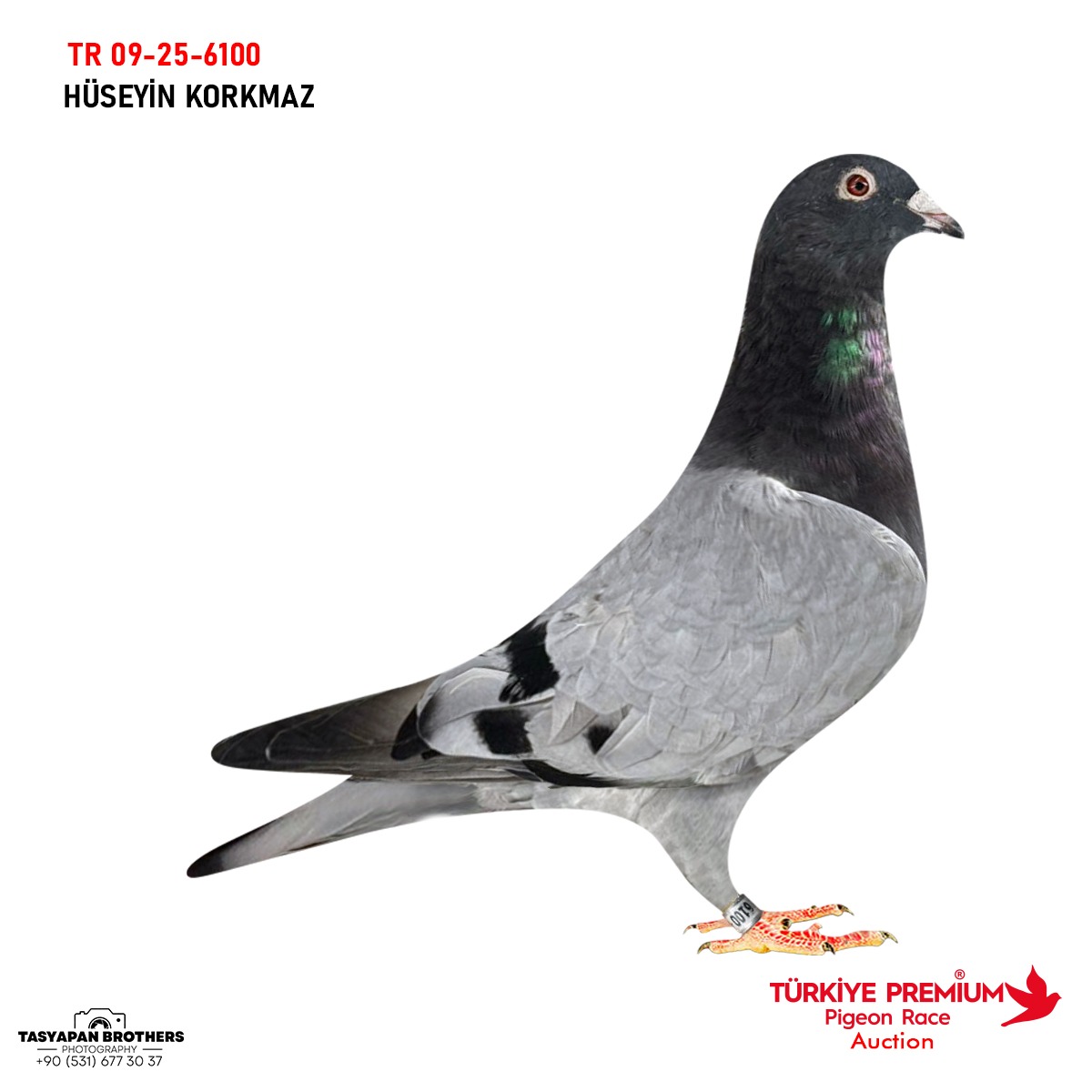 H SEY N KORKMAZ h-sey-n-korkmaz